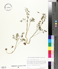 Corydalis solida image