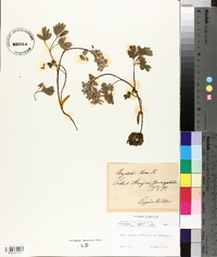 Corydalis solida image