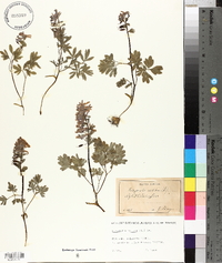Corydalis solida image