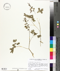 Corydalis solida image