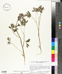 Corydalis solida image
