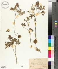 Corydalis solida image