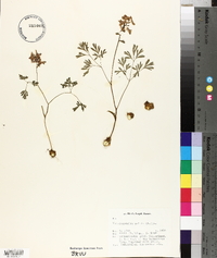 Corydalis solida image