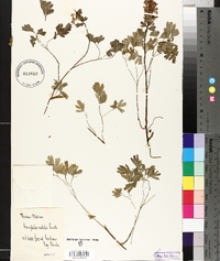 Corydalis solida image