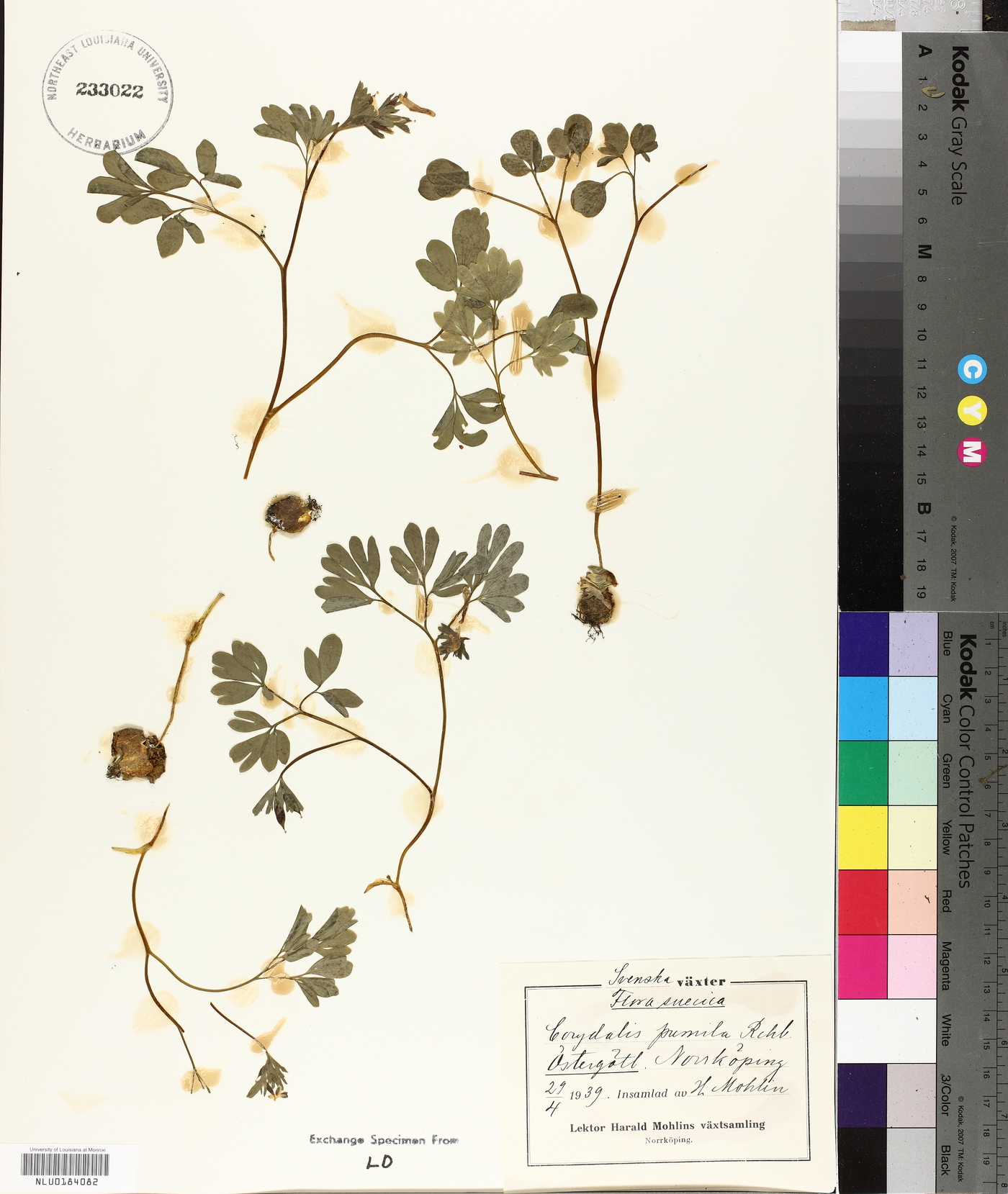 Corydalis pumila image