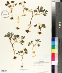 Corydalis pumila image
