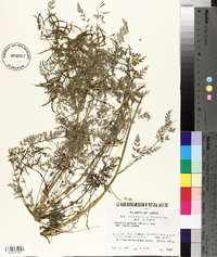 Corydalis pallida image