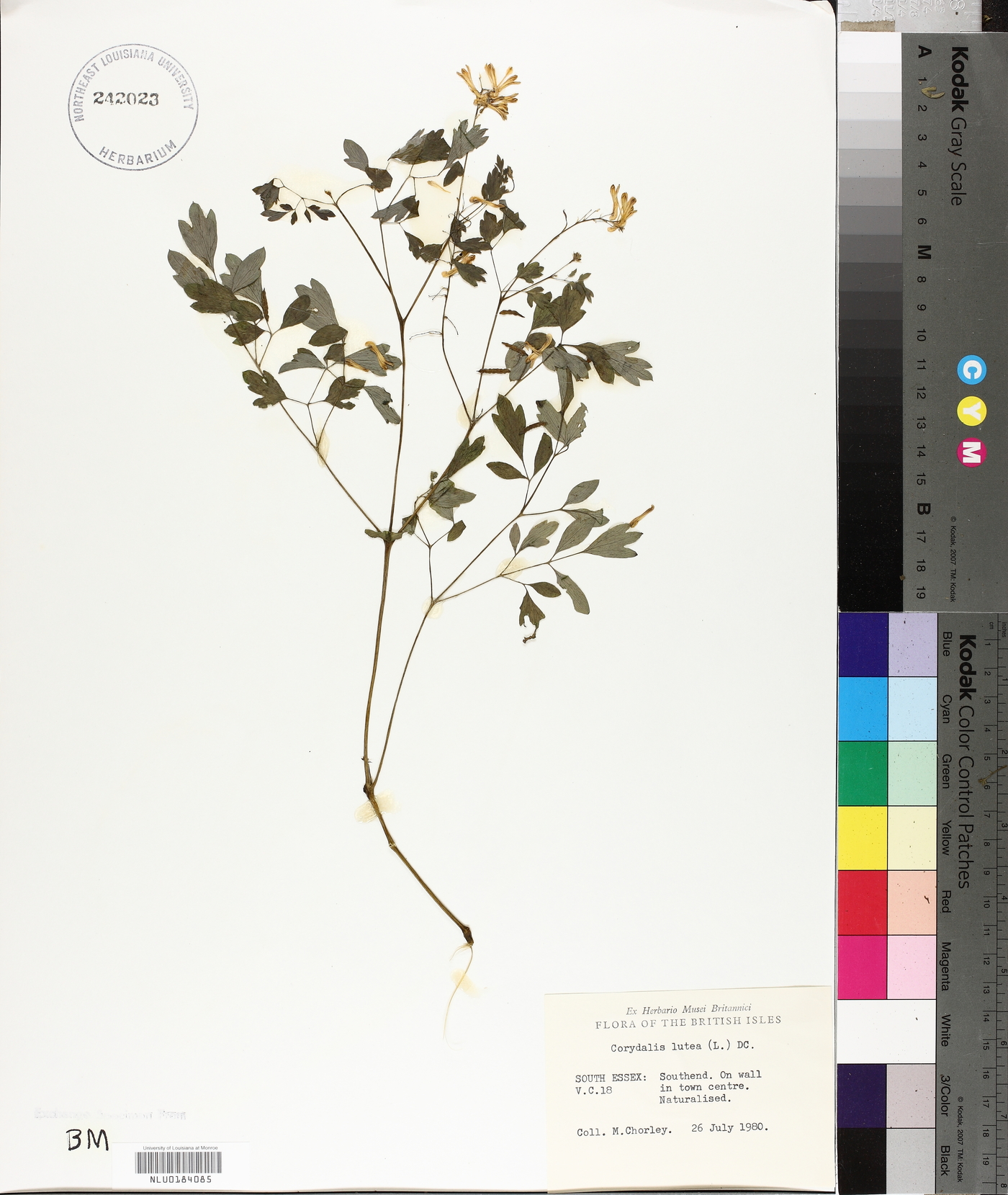 Pseudofumaria lutea image