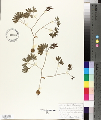 Corydalis intermedia image