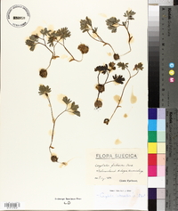 Corydalis intermedia image
