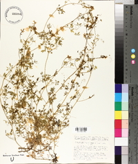 Ceratocapnos claviculata image