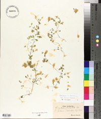 Ceratocapnos claviculata image