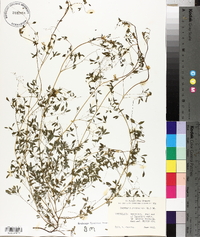Ceratocapnos claviculata image