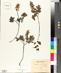 Corydalis cava image