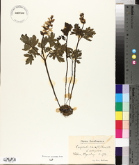 Corydalis cava image