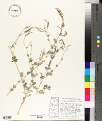 Capnoides sempervirens image
