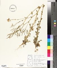 Capnoides sempervirens image