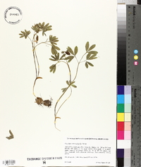 Corydalis intermedia image