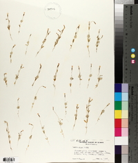Zeltnera davyi image