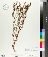 Zeltnera exaltata image