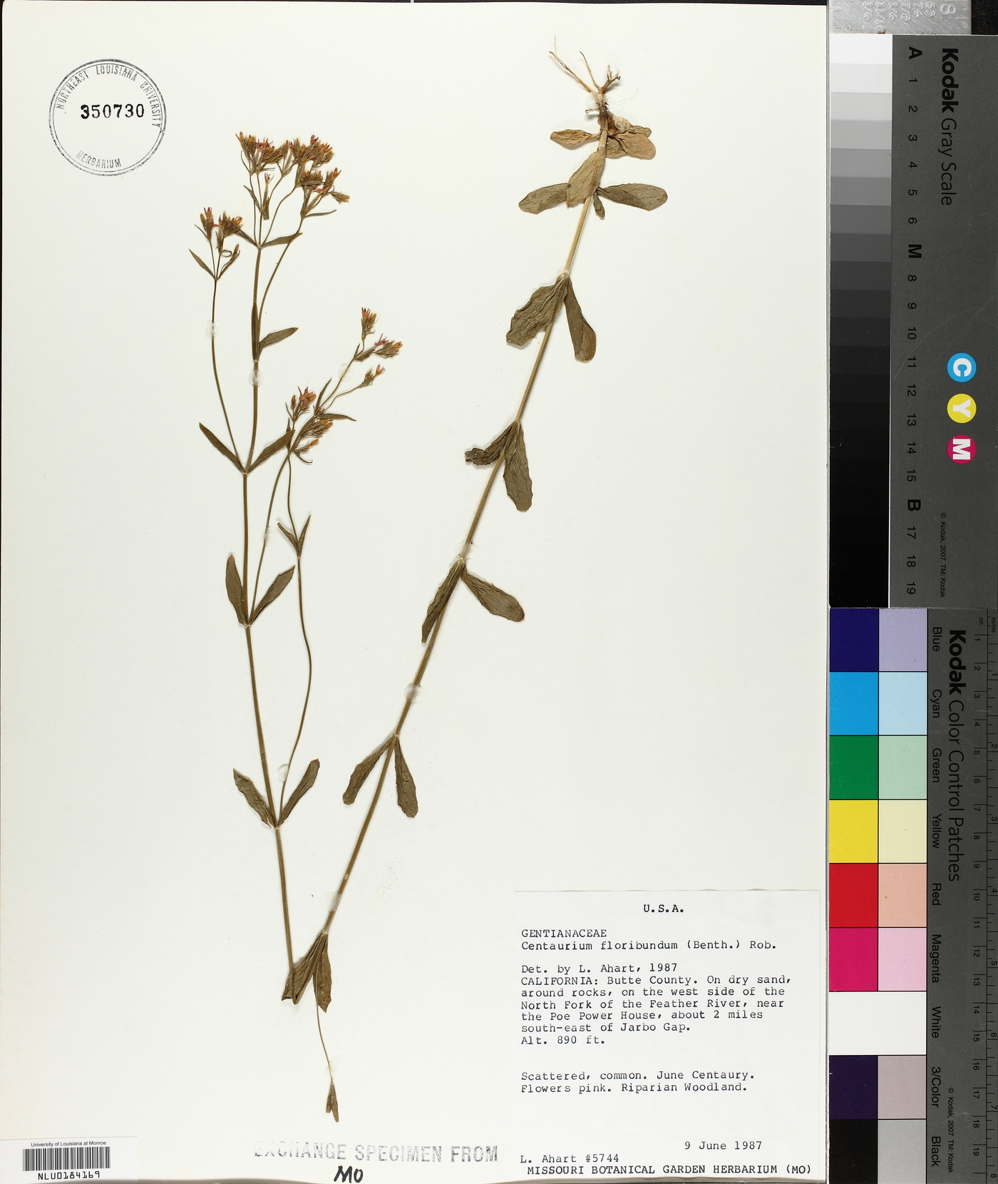 Centaurium floribundum image