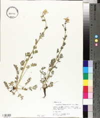 Capnoides sempervirens image