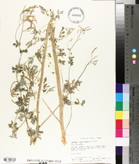 Capnoides sempervirens image