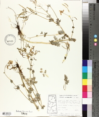 Capnoides sempervirens image