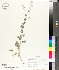 Capnoides sempervirens image