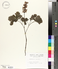 Corydalis cava image