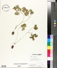 Corydalis solida image