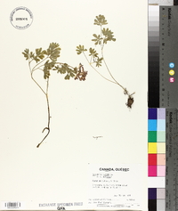 Corydalis solida image