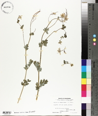 Capnoides sempervirens image