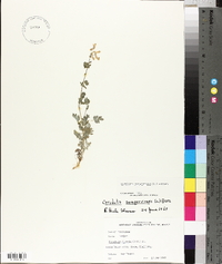 Capnoides sempervirens image