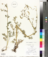 Capnoides sempervirens image