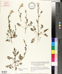 Corydalis micrantha image
