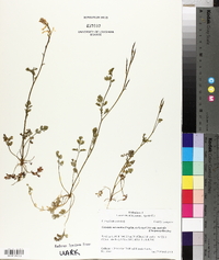 Corydalis micrantha image