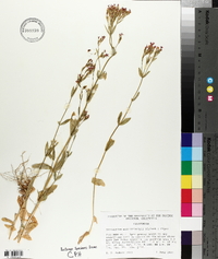 Zeltnera muehlenbergii image
