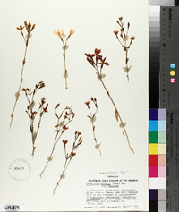 Zeltnera venusta image