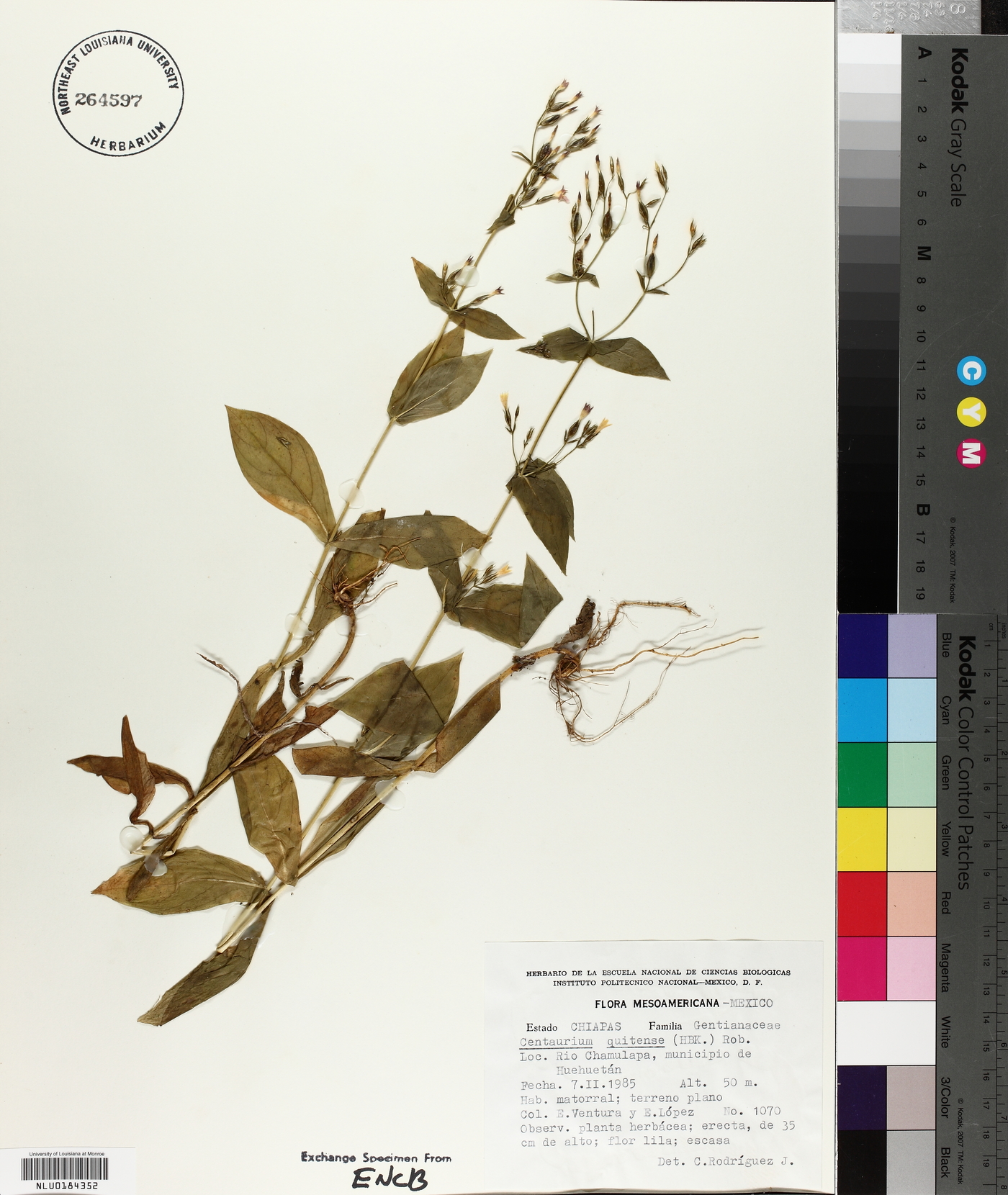 Centaurium quitense image
