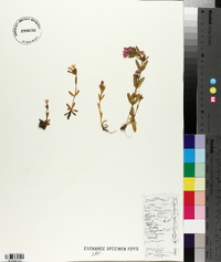 Centaurium pulchellum image