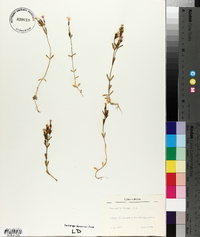 Centaurium littorale image