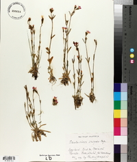 Centaurium littorale image