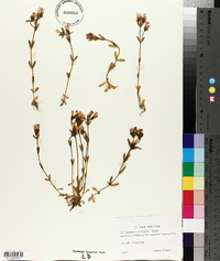Centaurium littorale image
