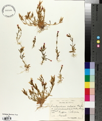 Centaurium littorale image