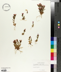 Centaurium littorale image