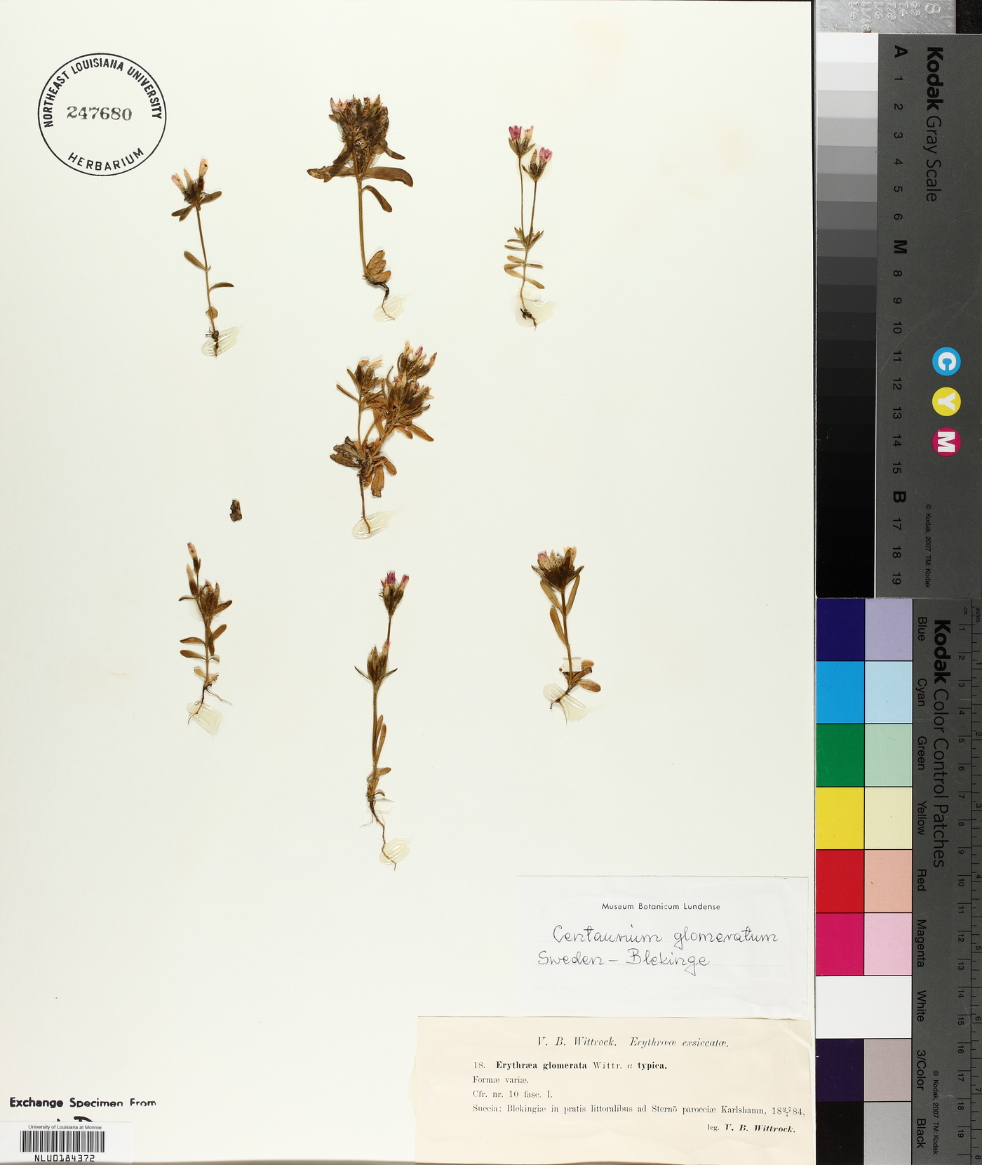 Centaurium littorale subsp. littorale image