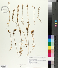 Centaurium littorale image