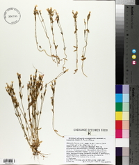 Centaurium littorale image