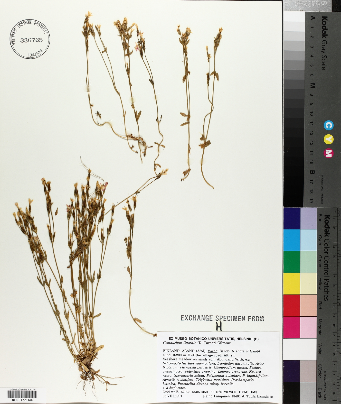 Centaurium littorale image